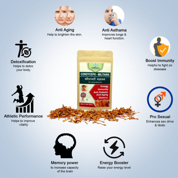 Cordyceps Militaris Dry Fruting Body - Image 3