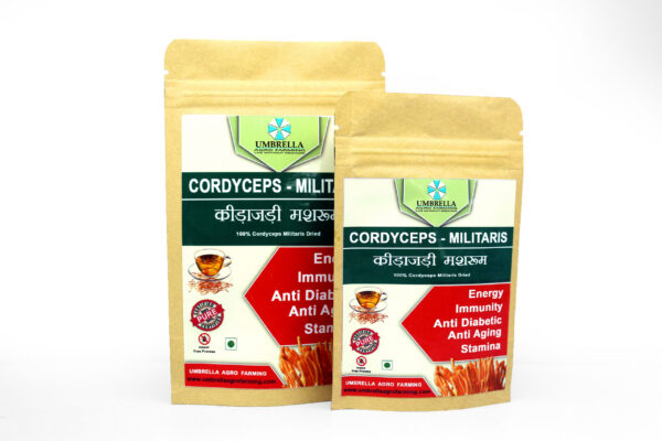 Cordyceps Militaris Dry Fruting Body - Image 2
