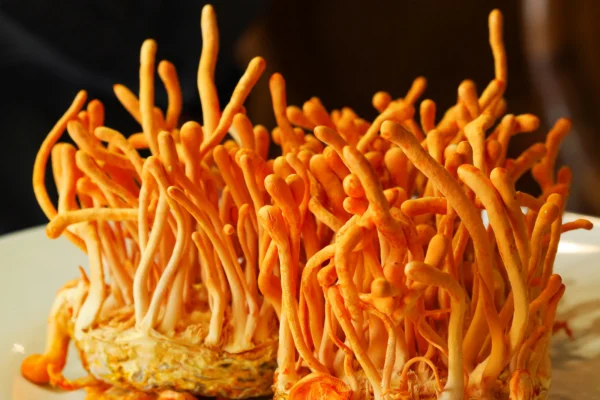 Cordyceps Militaris Dry Fruting Body - Image 4